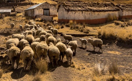 Morgana Vargas Llosa retrata al Perú que no se rinde