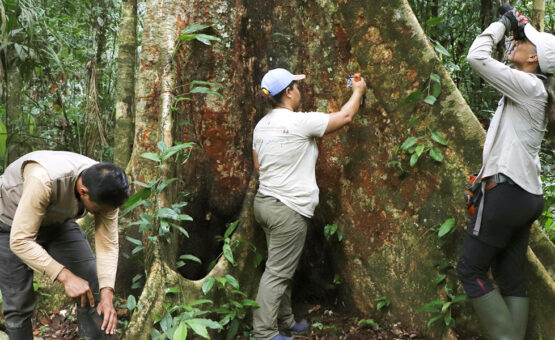 Día del árbol: La importancia de conservar los grandes árboles amazónicos