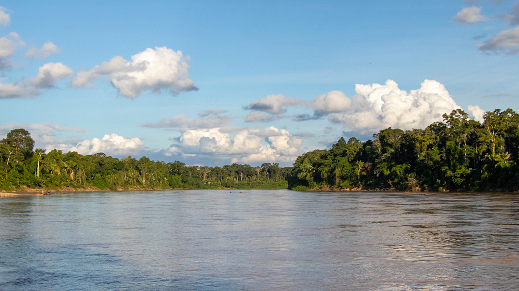 Día Mundial del Medio Ambiente: Fundación BBVA y Arbio Perú en defensa de los bosques amazónicos